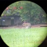 22377-taipanveteranlongreview (1)